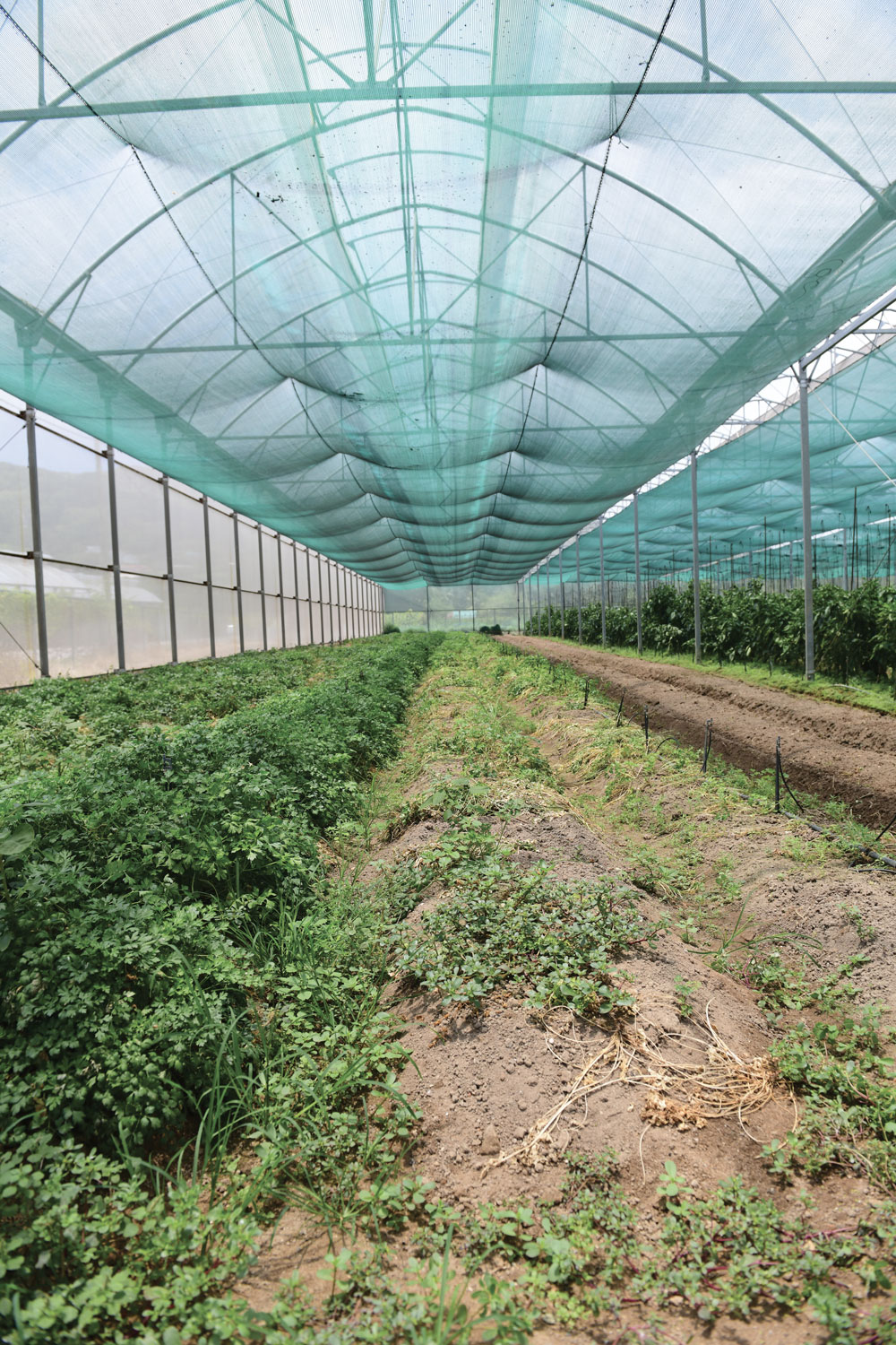 A large greenhouse covered with green shade netting, protecting rows of leafy crops and tilled soil beneath a steel-framed structure.
