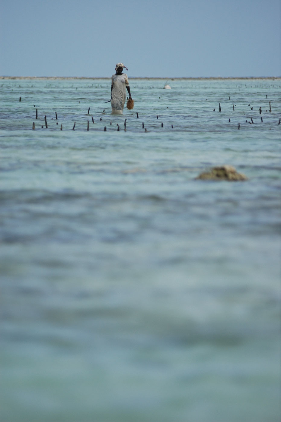 A person standing knee-deep in a shallow, turquoise sea, surrounded by rows of black sticks used in seaweed farming.